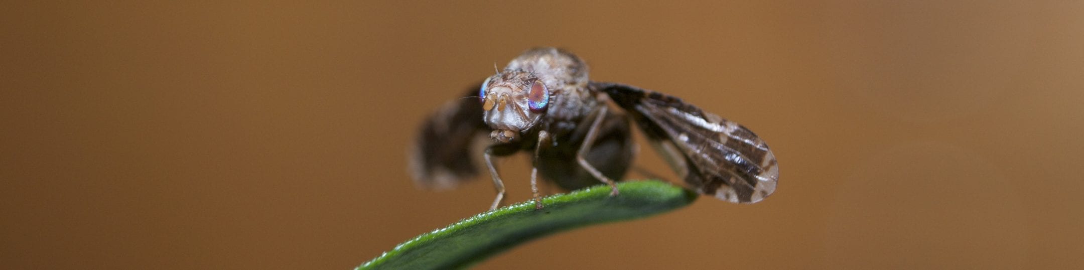 Adult Goldenrod Gall Fly
