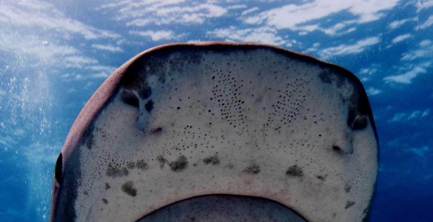 Pores on a tiger shark’s snout