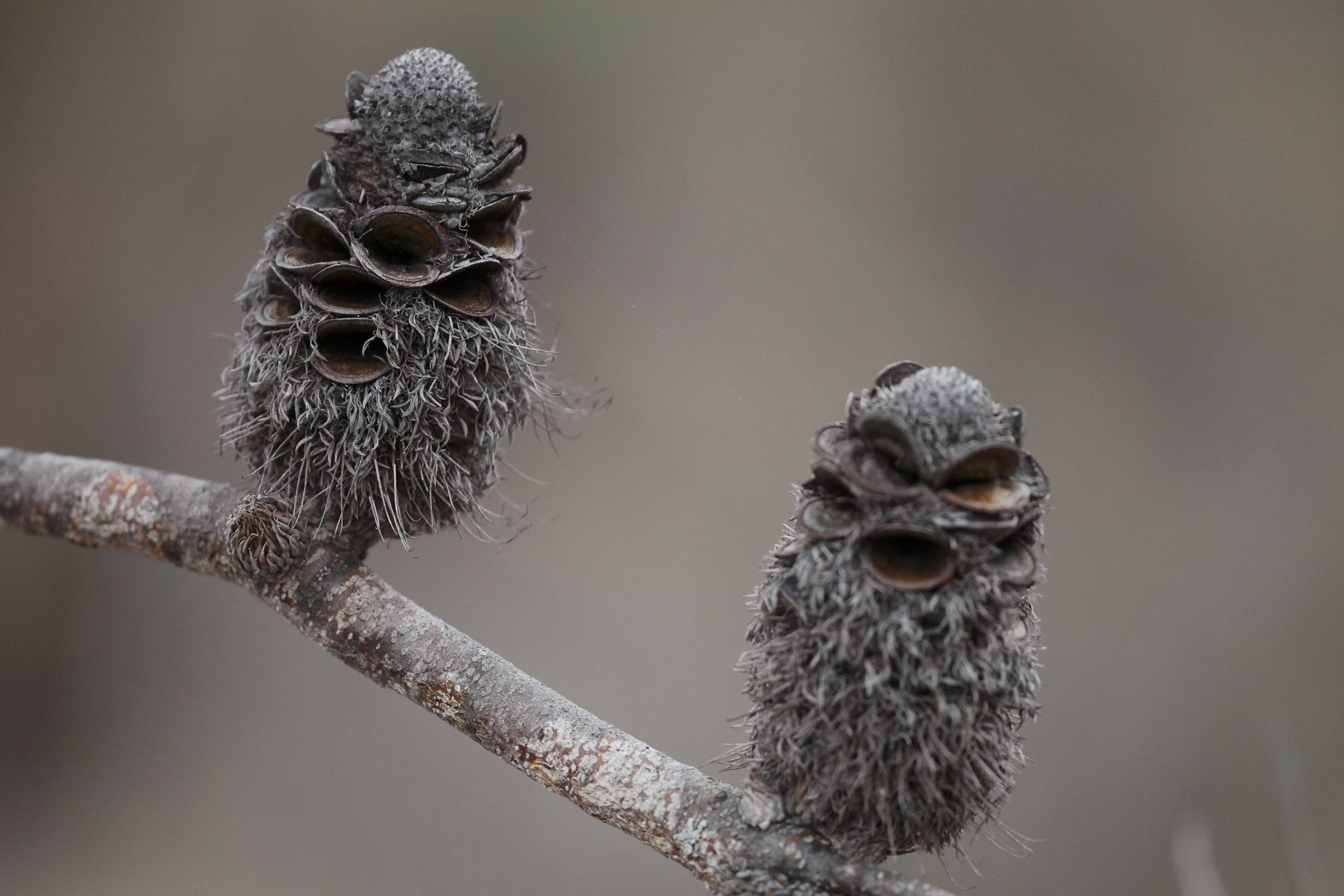 close up of small clam like seed pods on a thin branch against a gray background