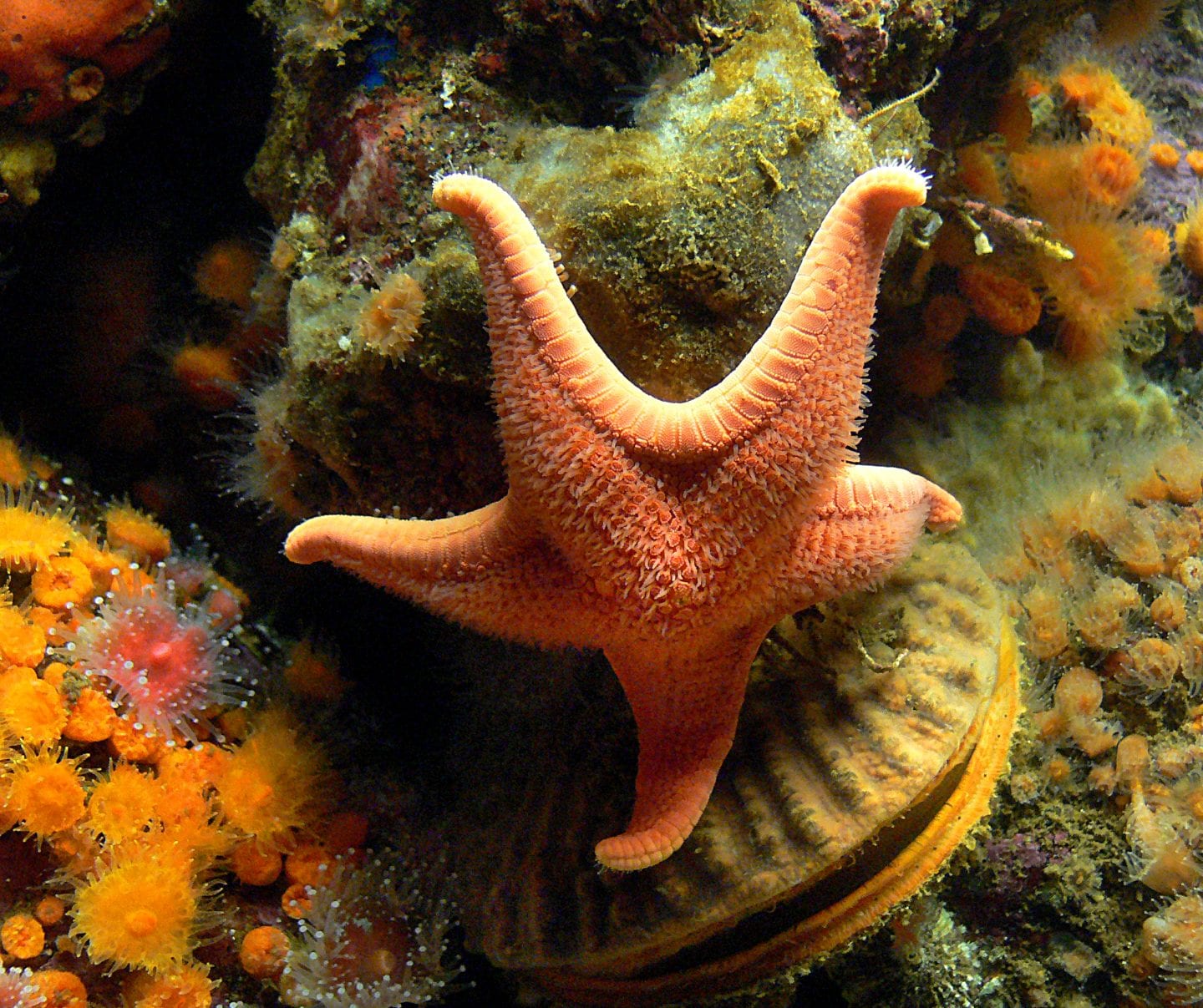 Echinoderms