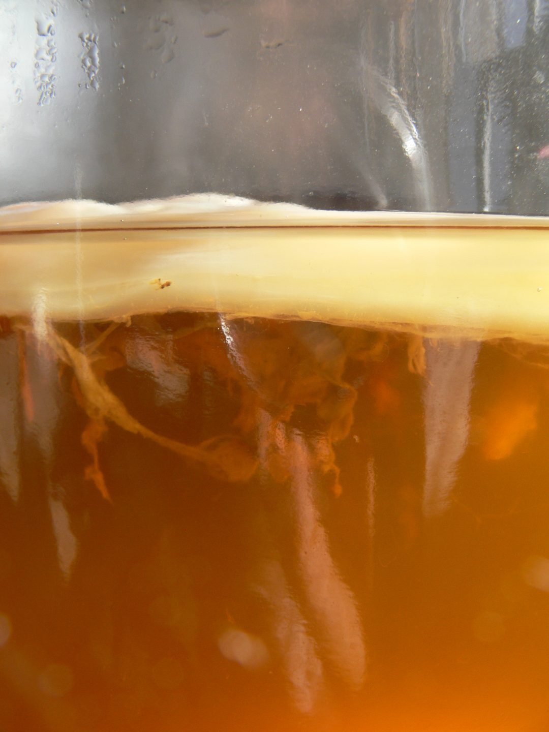 Biofilm “mother” sits atop kombucha