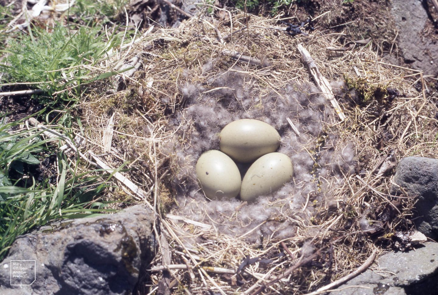 Eider ducks nest, 3 eggs, Horse Island, Muck