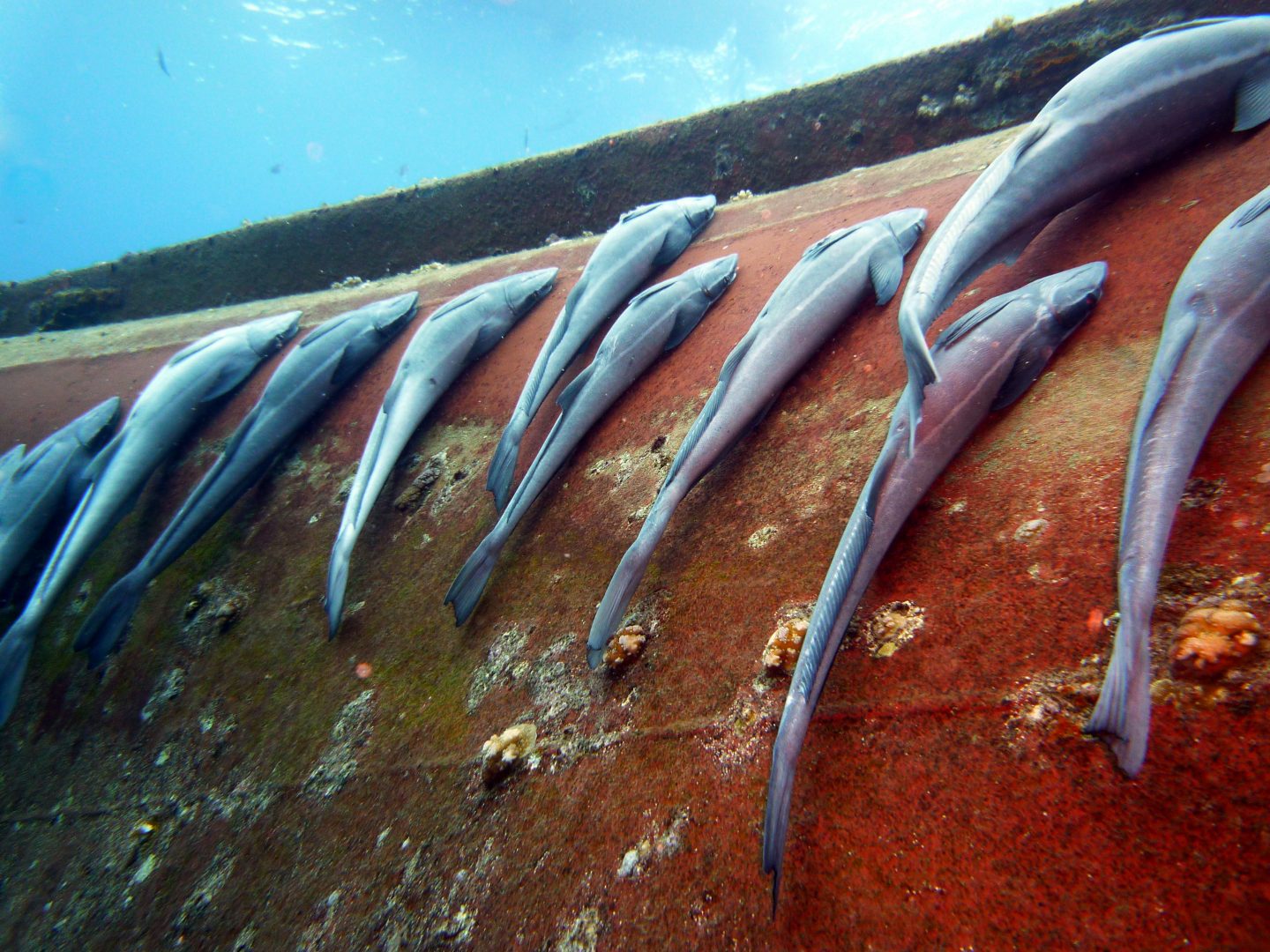 Remoras attached to a green sea turtle.