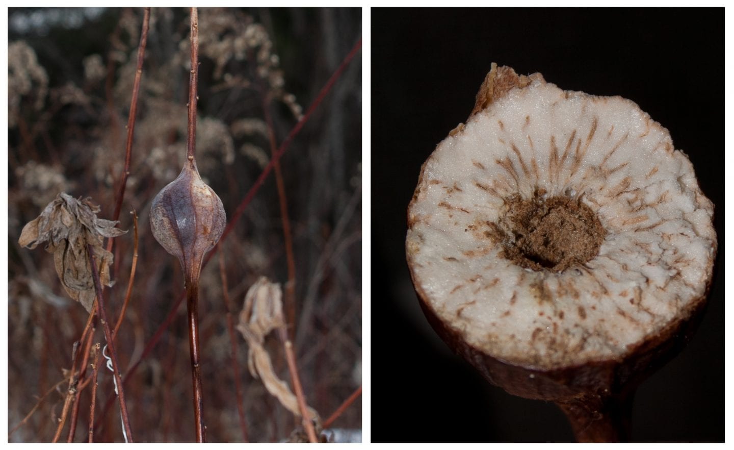Goldenrod gall on the plant (left), gall cut open showing the larval chamber inside (right)