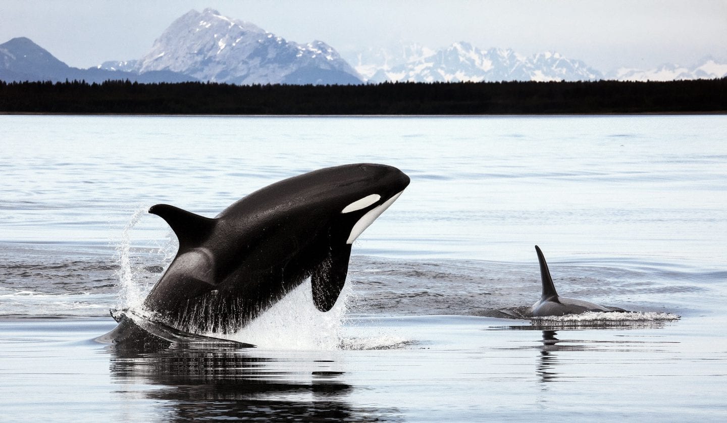 One killer whale swims and one breaches in front of mountains.