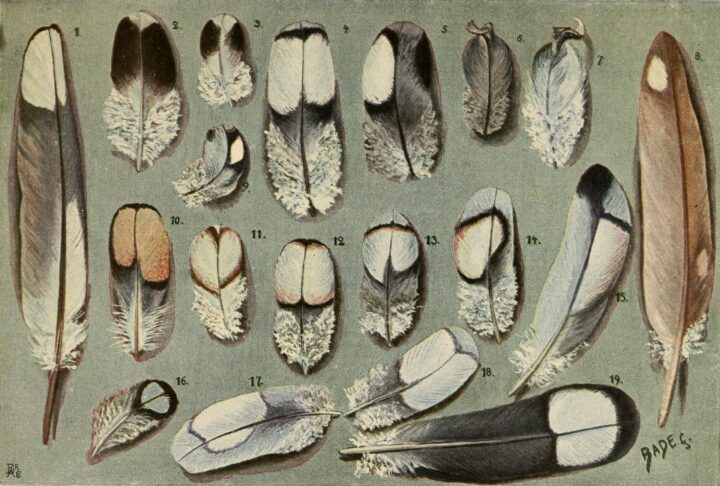 An antique illustration showing a variety feathers in neutral colors.