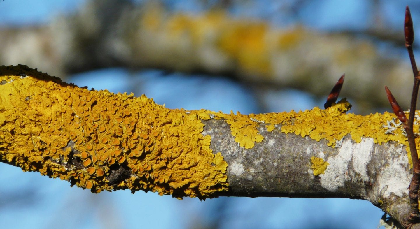 Lichens
