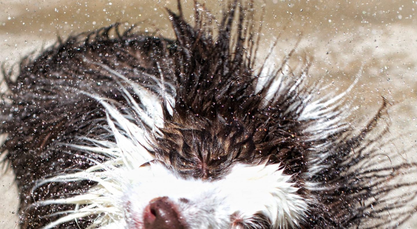 Wet dog shaking