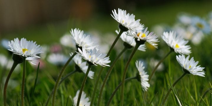 Daisies extending their stems towards the sun
