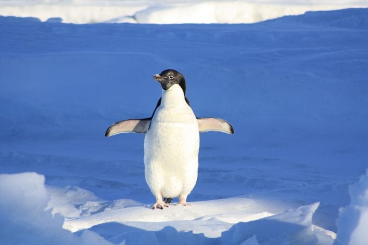 a black and white penguin with white lines around its eyes flaps its wings surrounded by snow in the sunlight