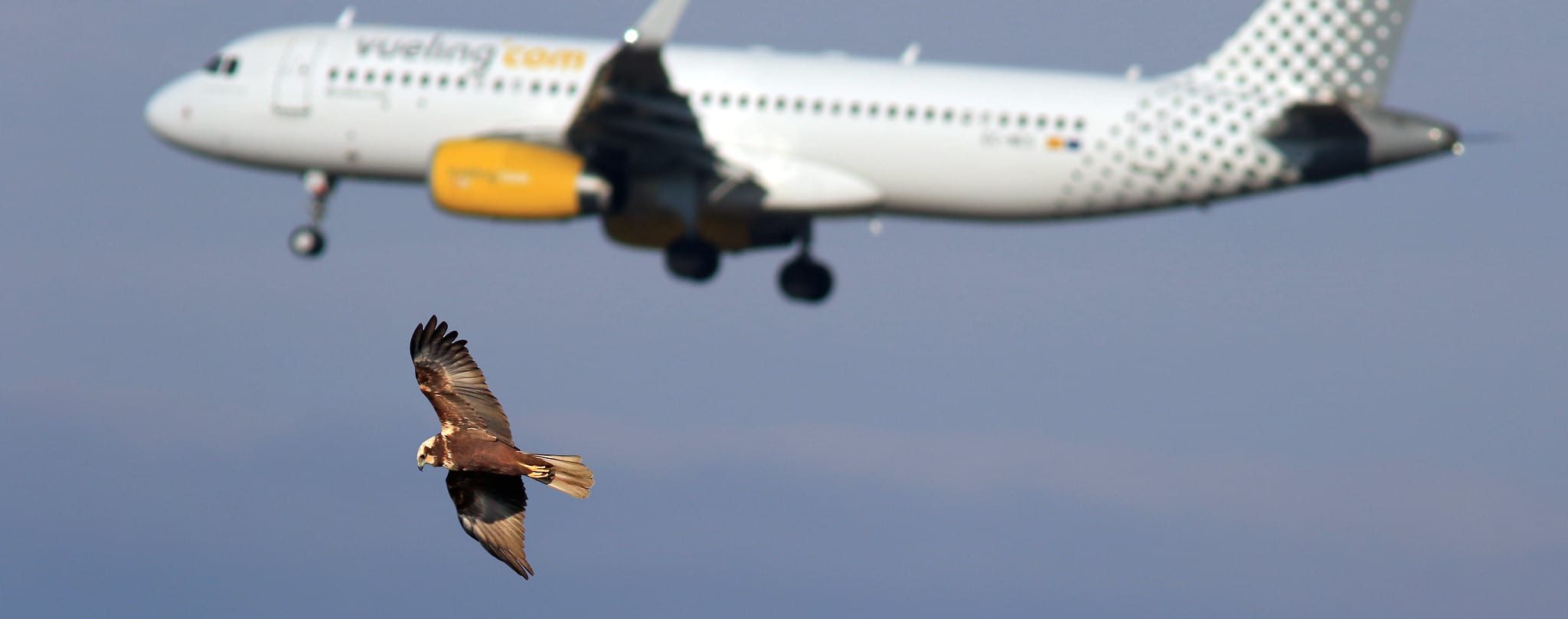 Raptors soar with commercial airplane in the background.