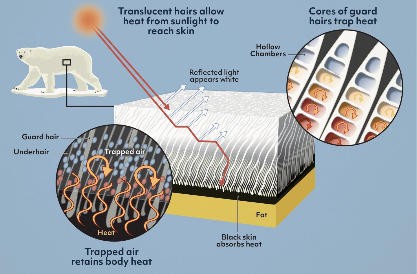 illustration showing a cutaway section of polar bear fur with detail of how sunlight reaches the skin and other structures retain heat.