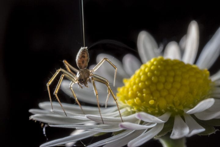 Spider ballooning from the petals of a daisy
