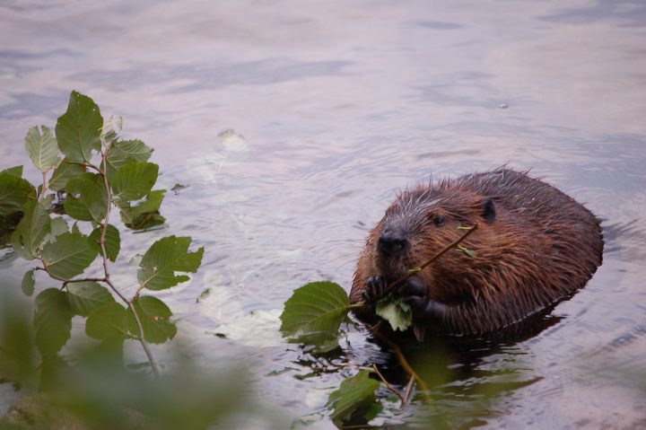 Beavers build dams that cleanse water