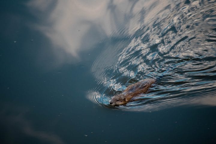 an overhead image shows a brown beaver swimming through still water
