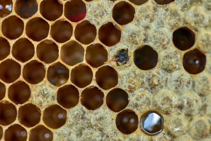 a close up image show hexagonal molds in a beehive, some empty, others filled with honey, and one with a bee sticking out