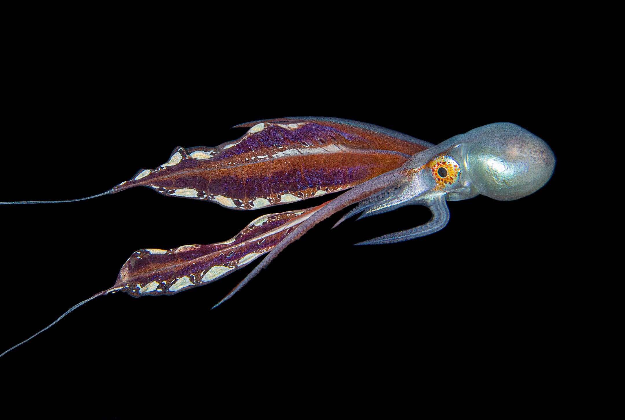 a mulitcolored iridescent octopus swims lengthwise across the photo against a black background