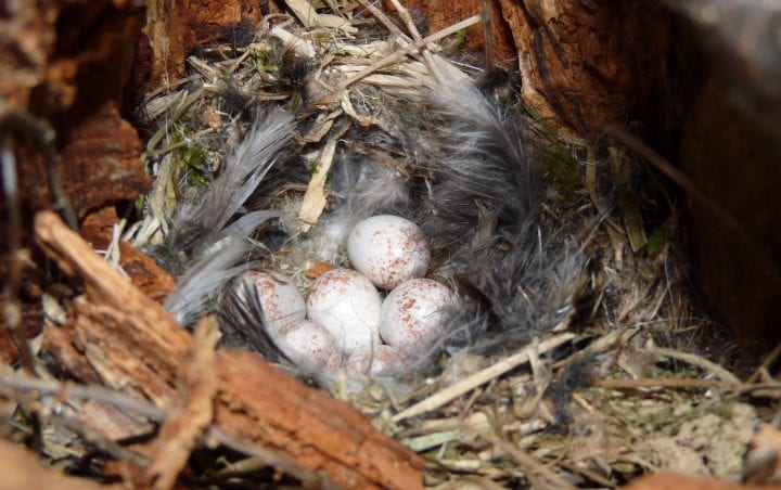 six white eggs with brown spots from a blue tit bird, seen surrounded by white and grey feathers and then straw and grasses, nest appears to be in a tree trunk