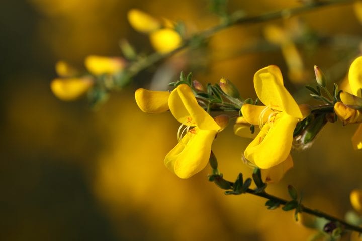 small bright yellow flowers of a broom shrub open towards the sun