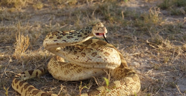 a light brown bull snake is partially coiled and rising to hiss, its black tongue sticking out