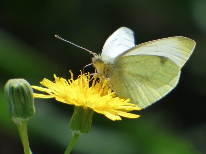 Cabbage white butterfly bathes in the sun in order to heat up.