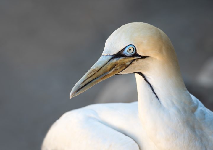 close up view of a cape gannet bird with creamy white feathers and a blue ring around its eye with a gray background