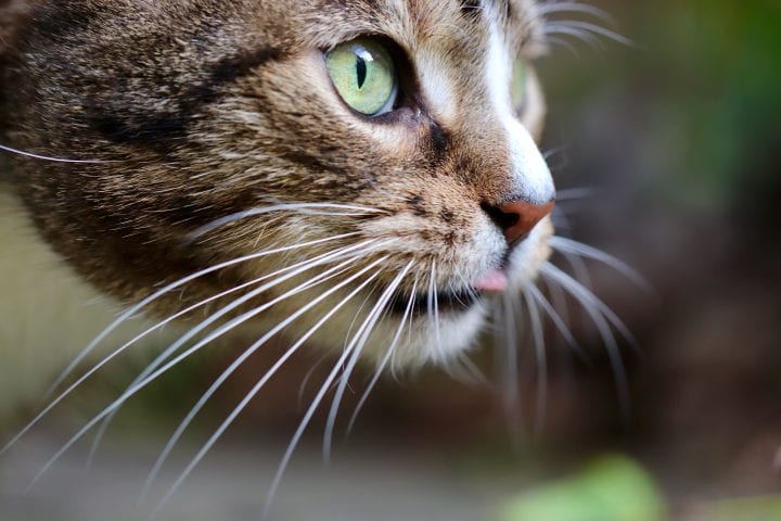 close up of a multicolored cat with green eyes and white whiskers sticks its tongue out