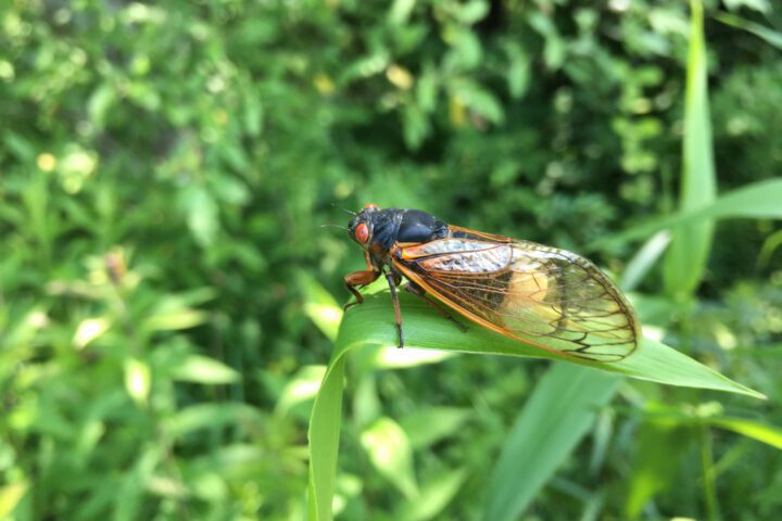 A cicada sits on a blade of grass with a parasitic fungus visible where its abdomen should be.