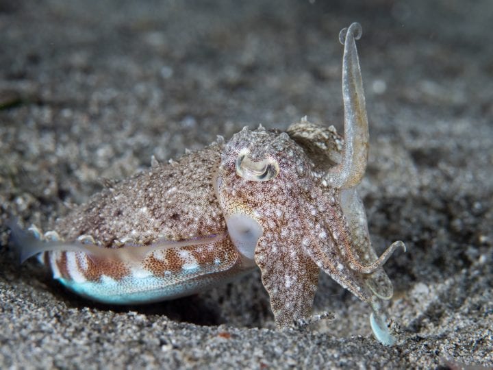 a small sand color marine creature resembling a squid is seen underwater