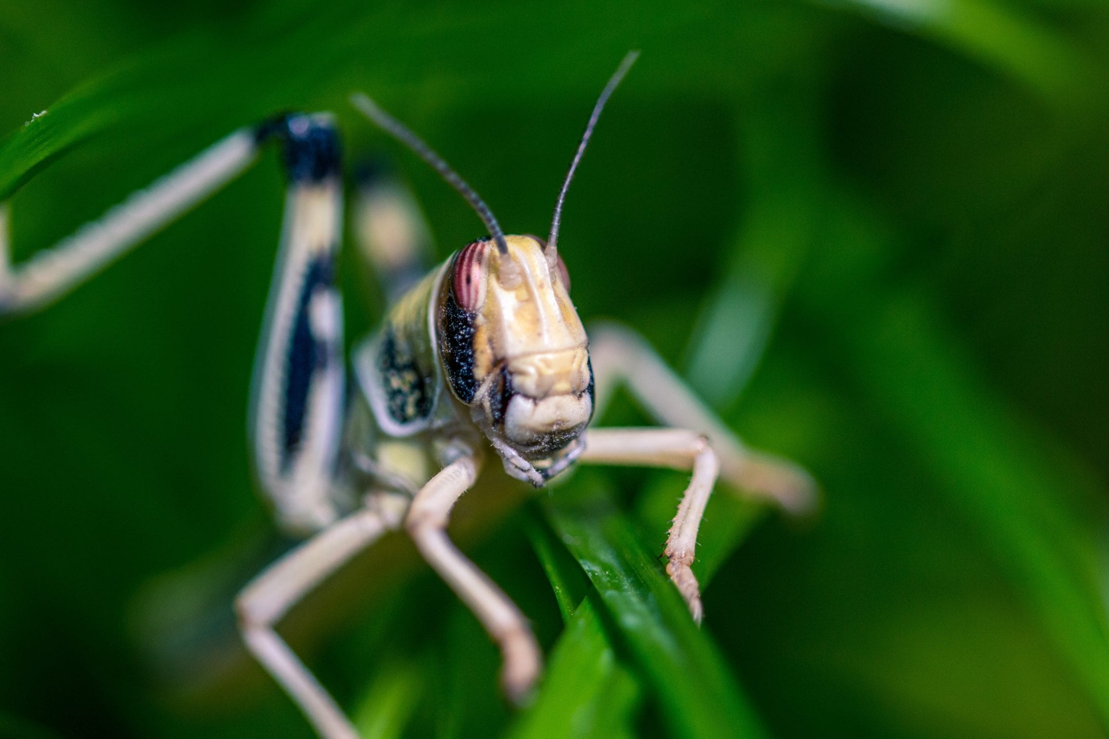a tan and black insect the desert locust rests in green grasses