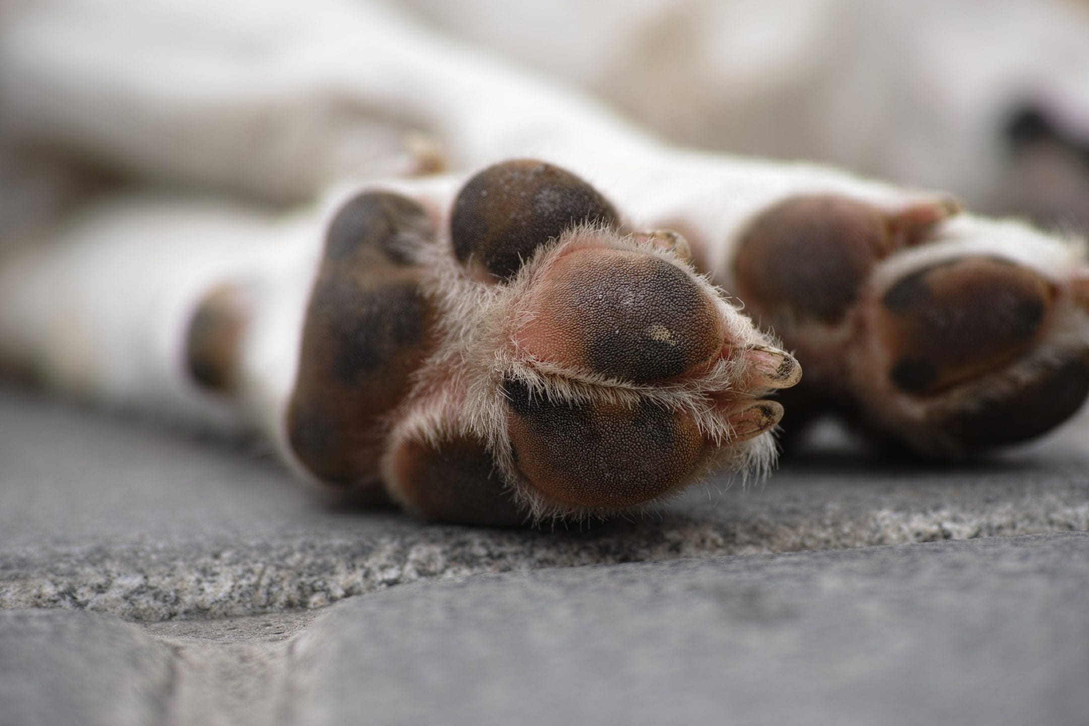 close up of a white dog's foot pads are seen as a dog lays down
