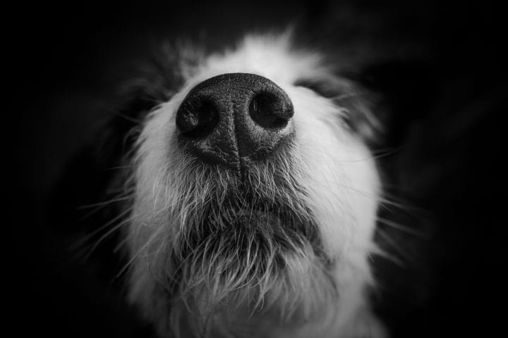macro image of a black dog nose and a white snout and black ears on a black background