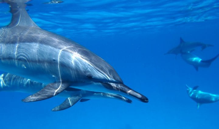 dolphins swim in a pod underwater