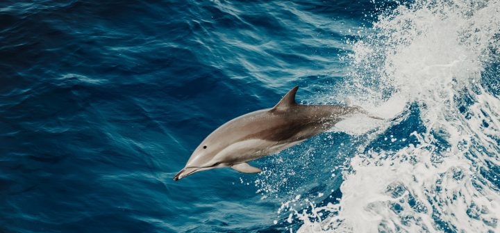 a silver and gray dolphin jumps through the surface of a wave from above