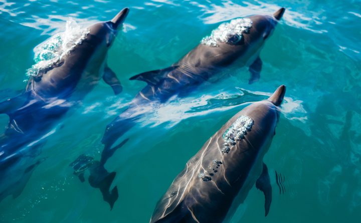 three dolphins break the surface of the sea in the sunlight