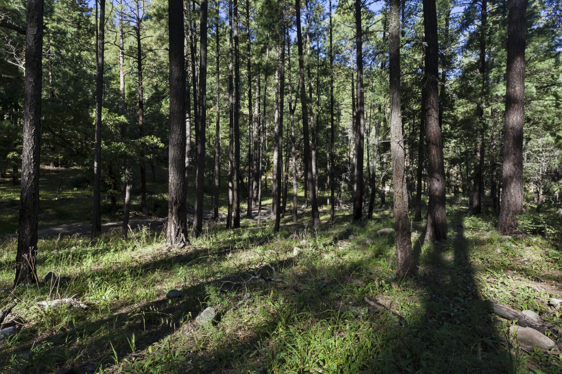 a forest floor with large fir trees is dappled with sunlight