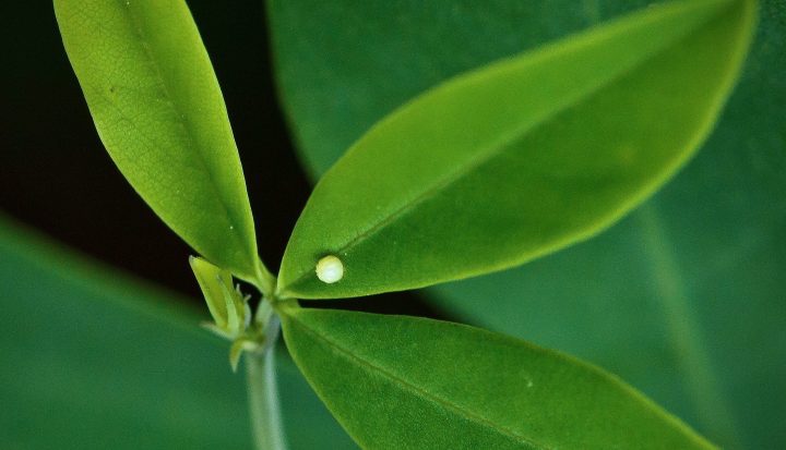 white insect egg on green plant during the day