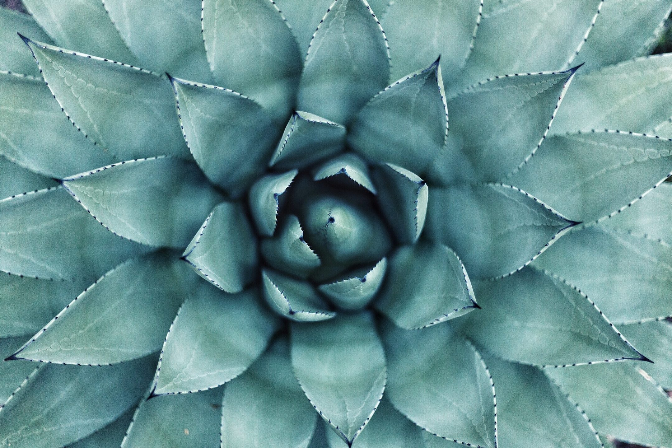 spiraling leaves in the center of a succulent