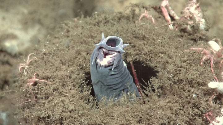 close up underwater photograph of hagfish