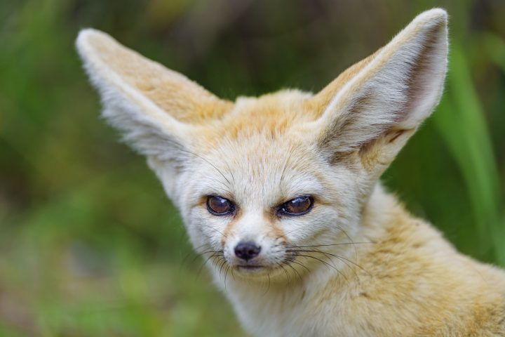 close up of a fennec fox with a green background