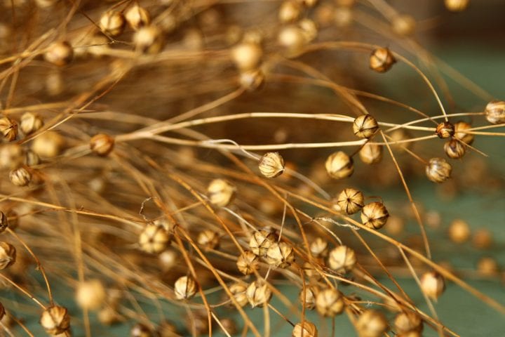 close up of dry stems of flax with small capsules on the end of the stems