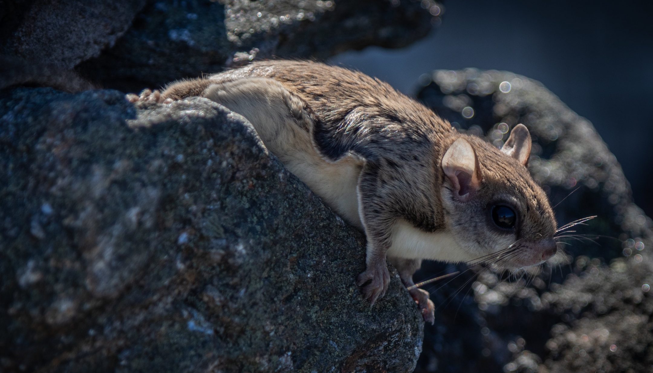 The membrane between limbs of a flying squirrel hangs loosely as the squirrel rests