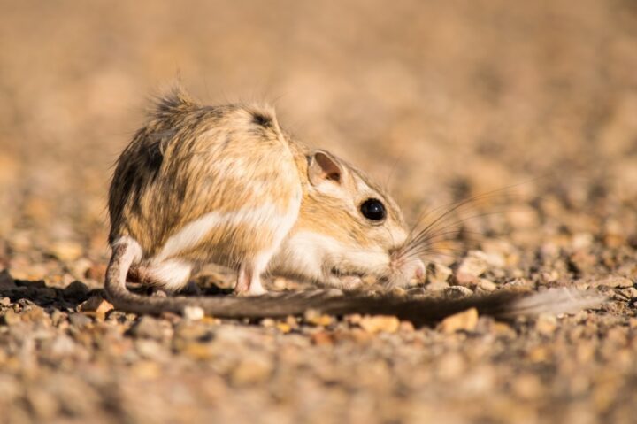 A kangaroo rat stands on sandy soil