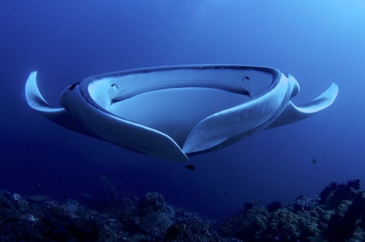 a massive manta ray swims directly forward, full width of their mouth and fins on display in blue waters in Raja Ampat, Indonesia.