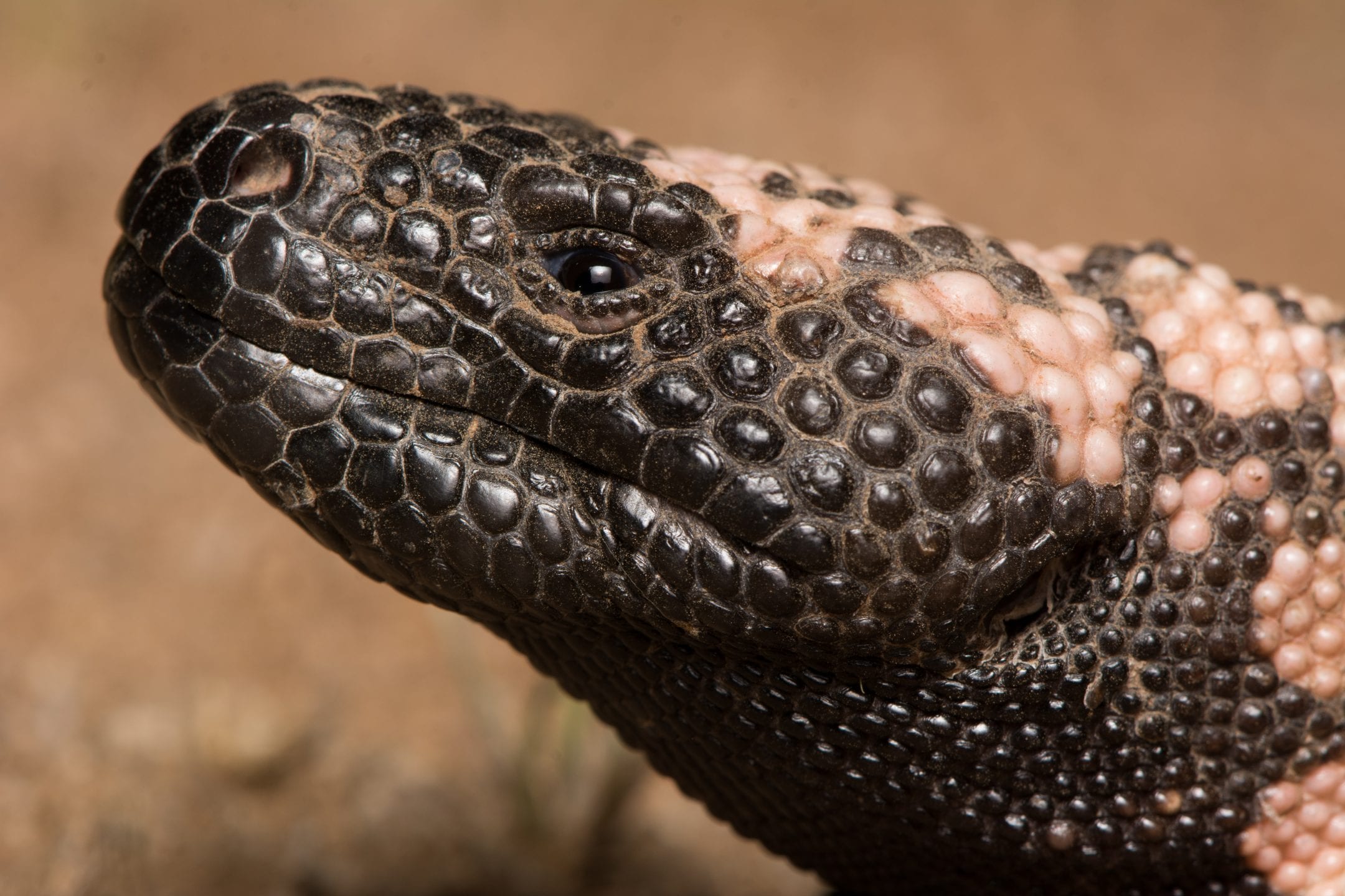 the black and tan bumpy head of a gila monster