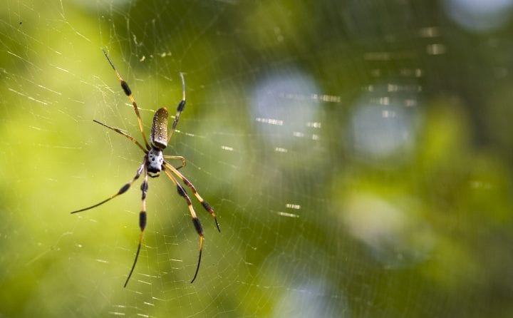 a golden orb weaving spider rests on its web with the sun rising in the background