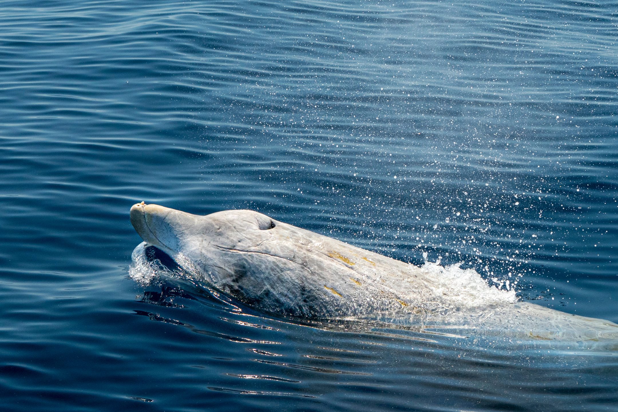 a white underwater mammal resembling a dolphin breaks the surface of blue water with spray coming from it's blowhole