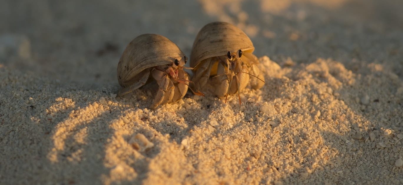 Hermit crabs