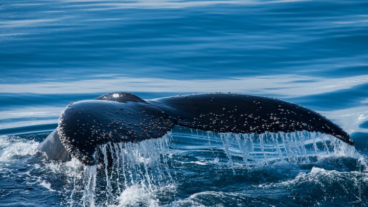 water drips off the flukes of a humpback whale tail as it drops through the water surface