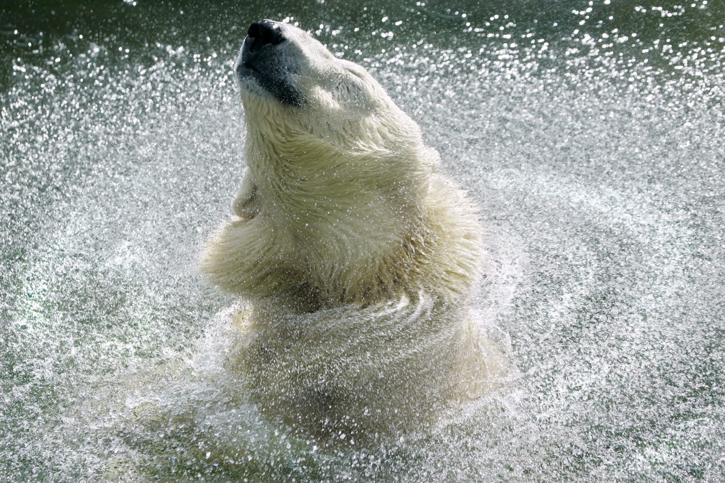 Polar bear shaking water off its fur